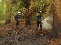 Waldbrand Bergisch Gladbach Bensberg P183